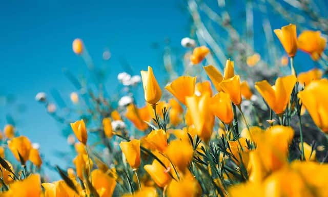 Anna Jasmijn Gele bloemen favoriet
