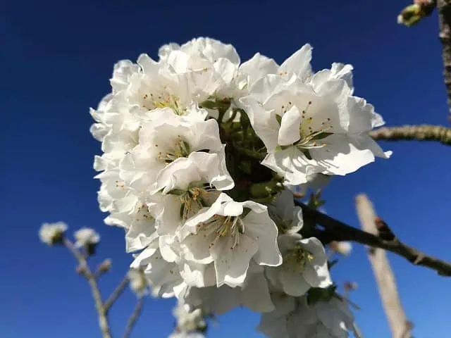 Ode aan onze vriend Wim - bloemen