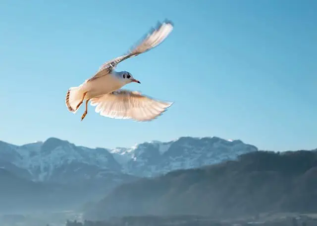 para psychosociale hulpverlening maakt je zo vrij als een vogel