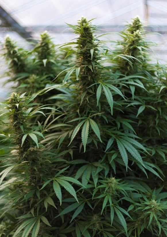 Over cannabis en hennep - hennepplant met bloem
