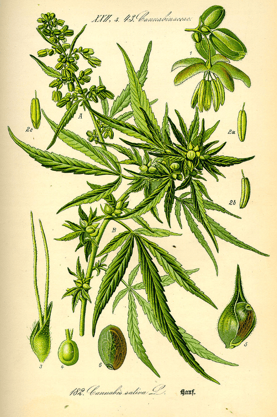 Over cannabis en hennep - opgedroogde bladeren