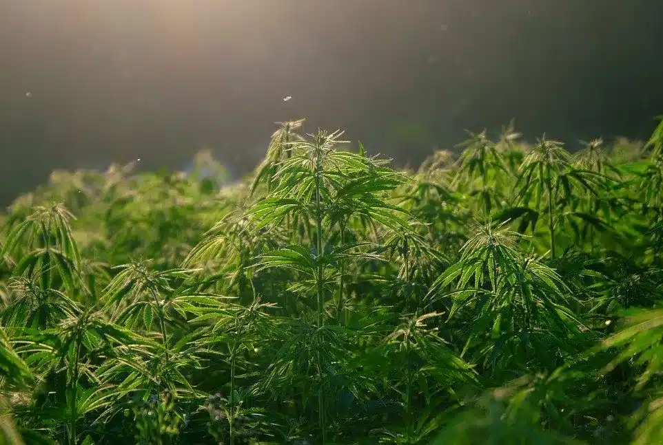 foto Over cannabis en hennep 