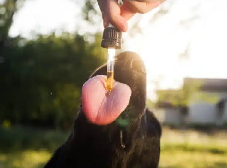 cannabisolie voor dieren