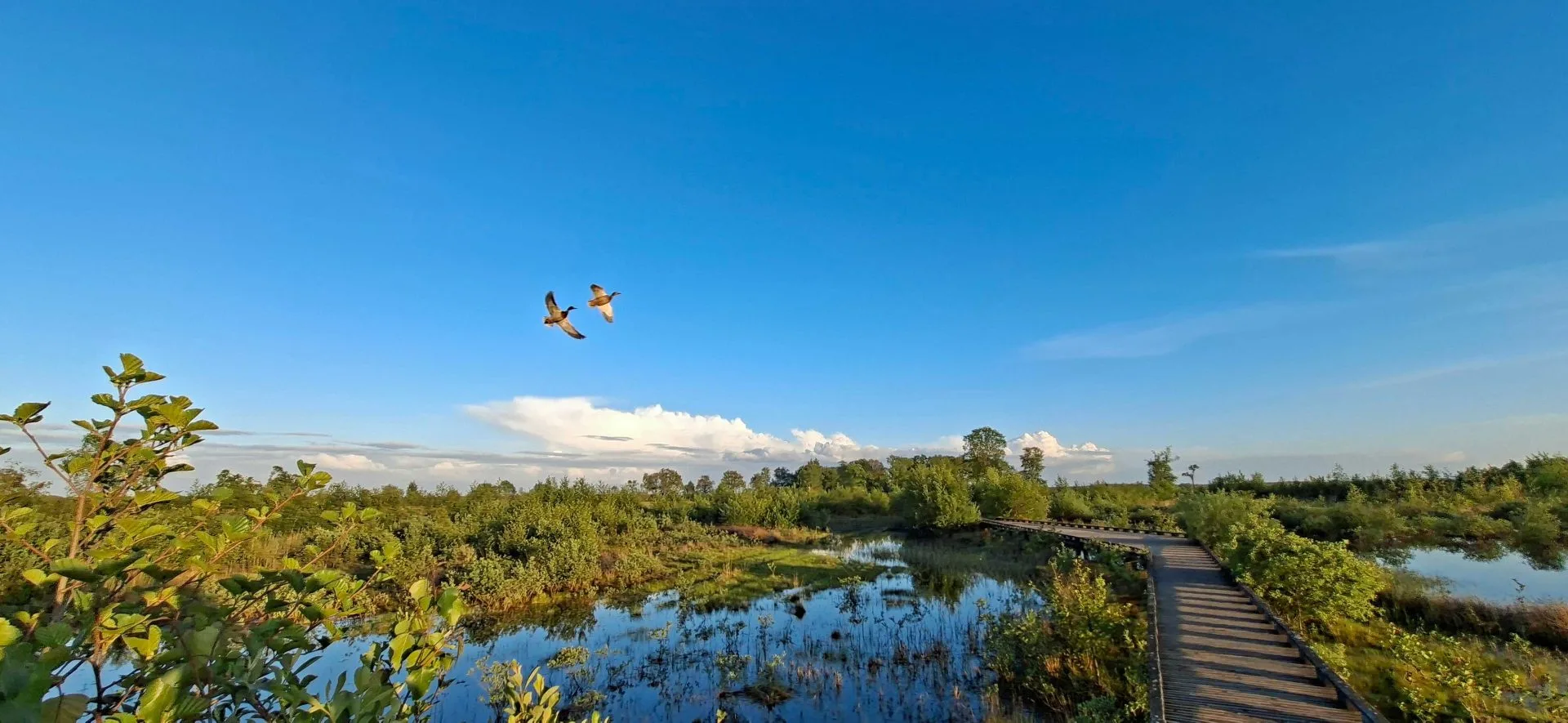eenden in mooi drenthe