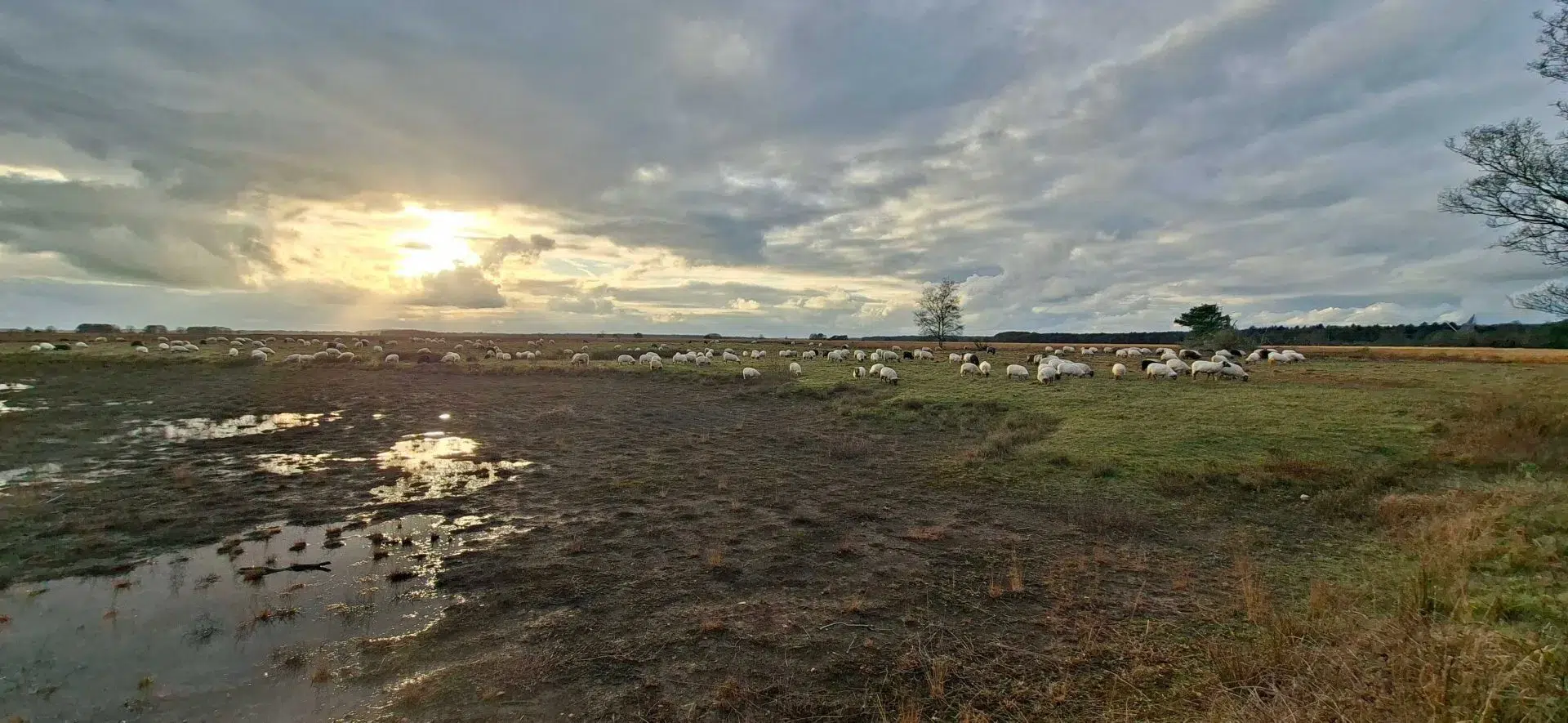 schapen in mooi drenthe